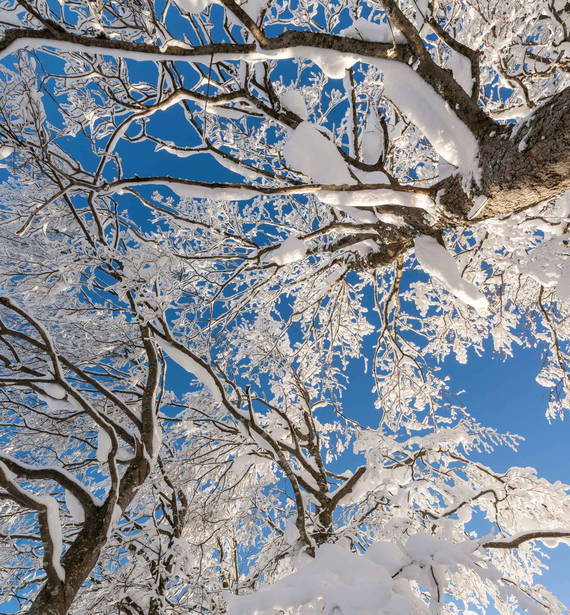 Snow-covered tree branches against a blue winter sky