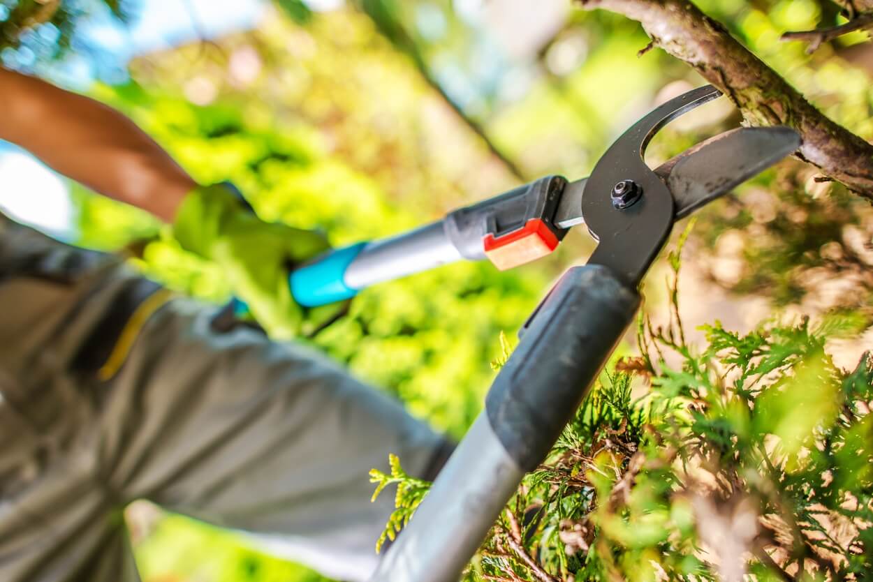 Gloved hands using loppers to cut a tree branch