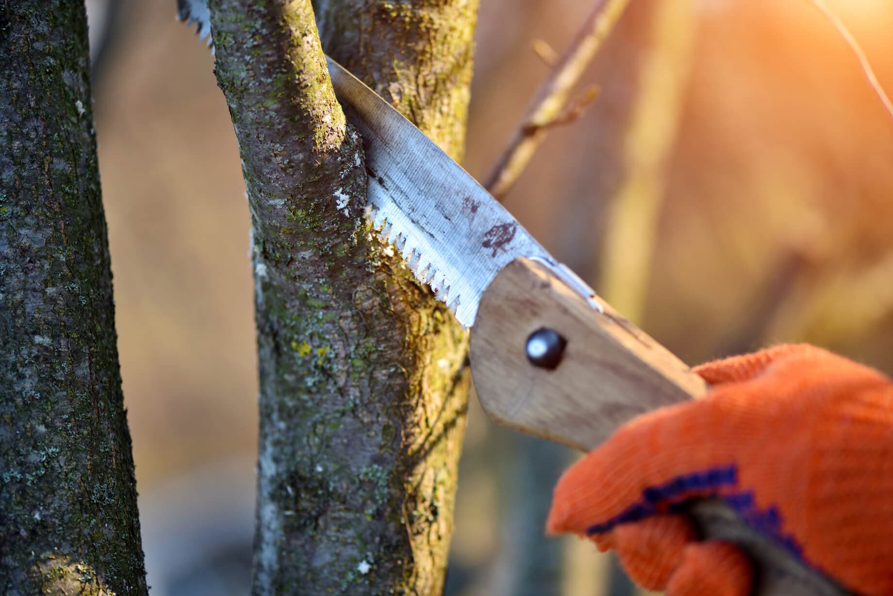 Gloved hand using a pruning saw on a small tree trunk