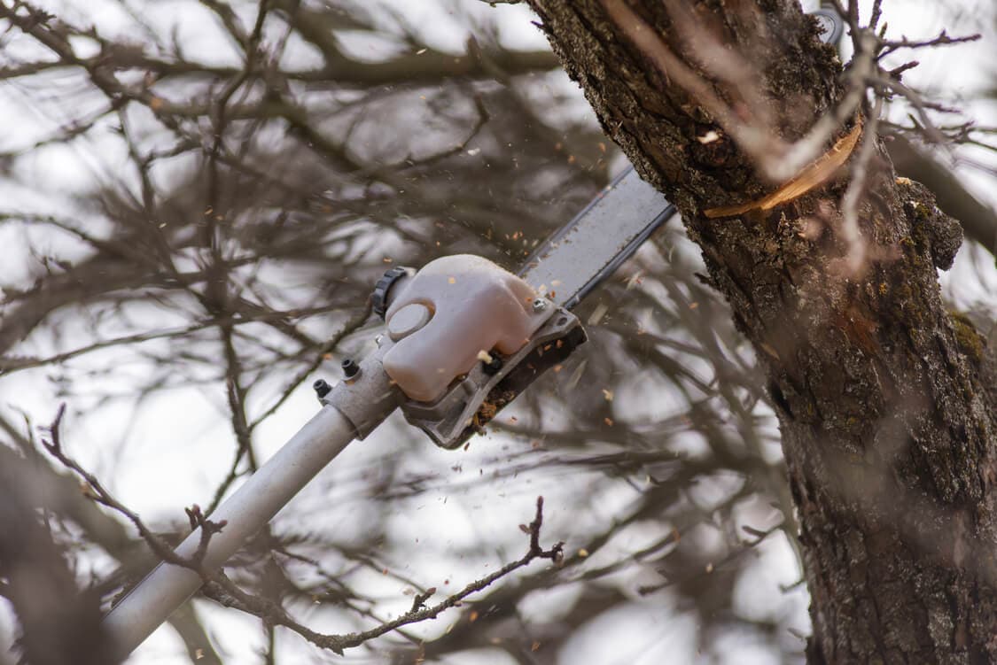 Powered pole saw cutting a tree limb