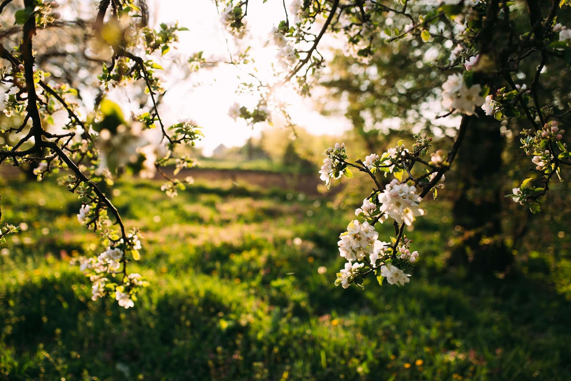White blossoms on tree branches in an orchard