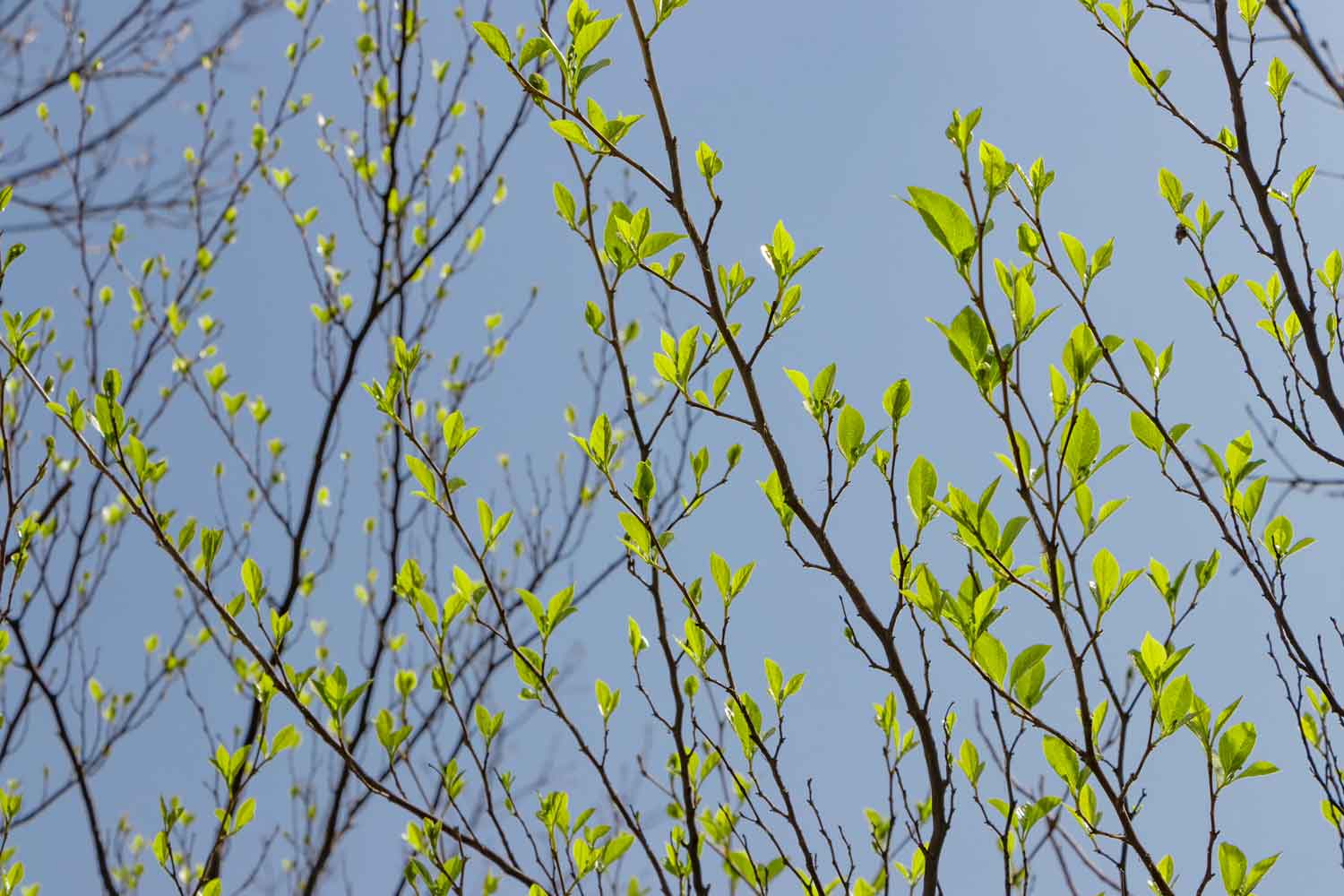 New green leaves emerging on slender branches against the sky
