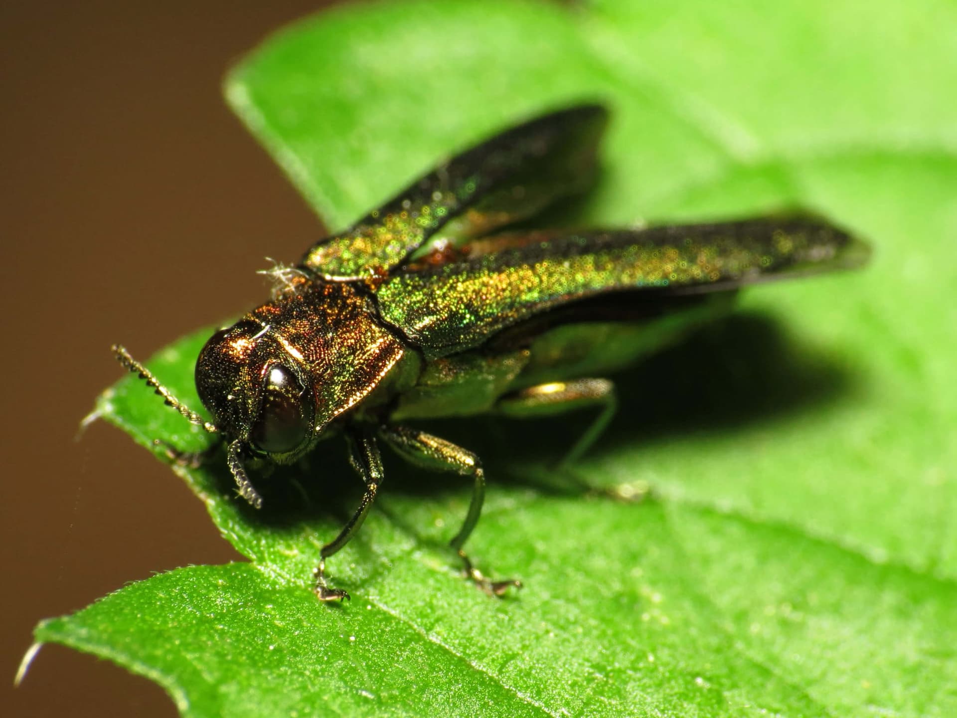 Metallic green beetle with its wing covers open on a leaf