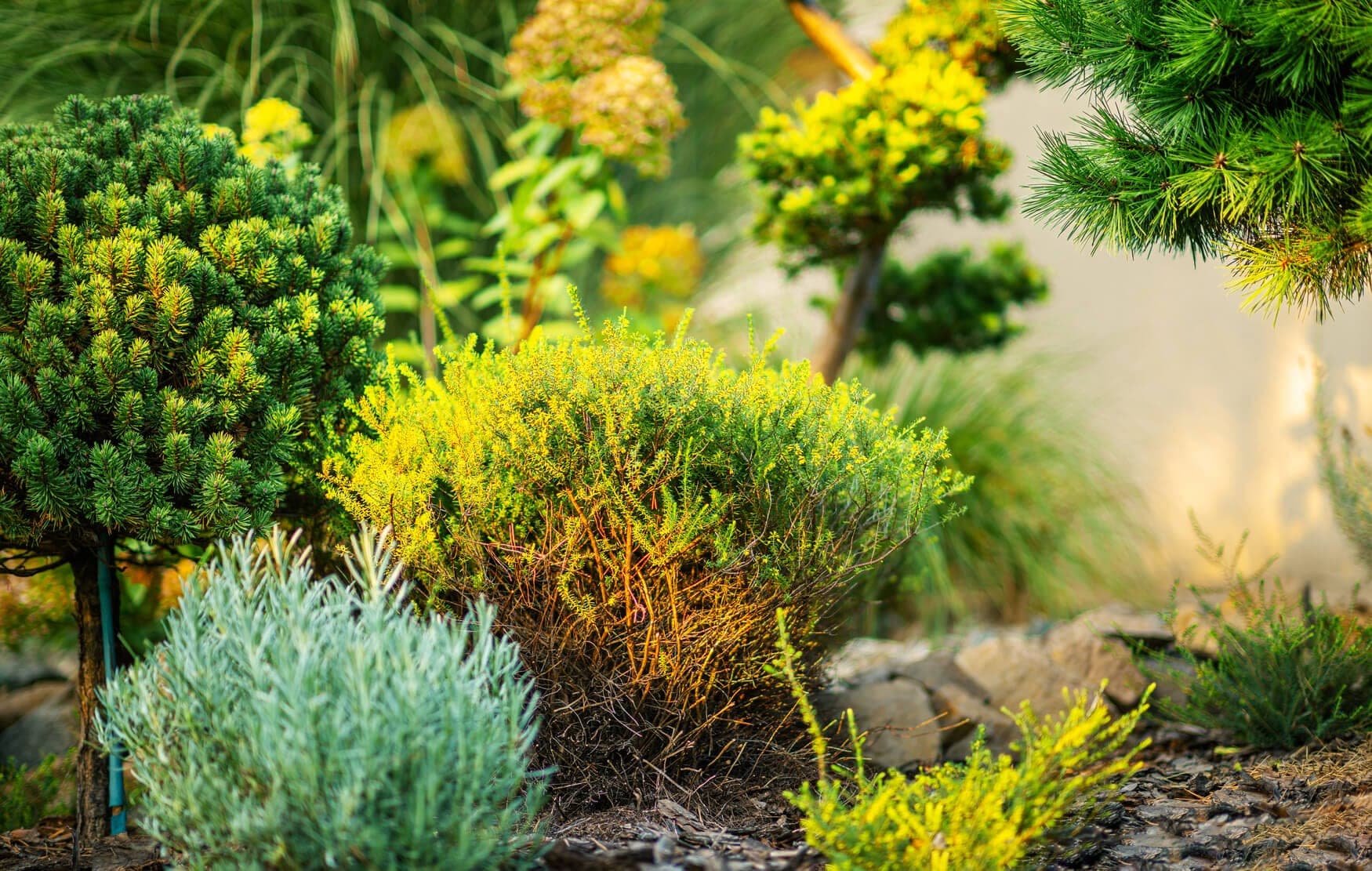 Garden bed with shrubs in varied colors and textures