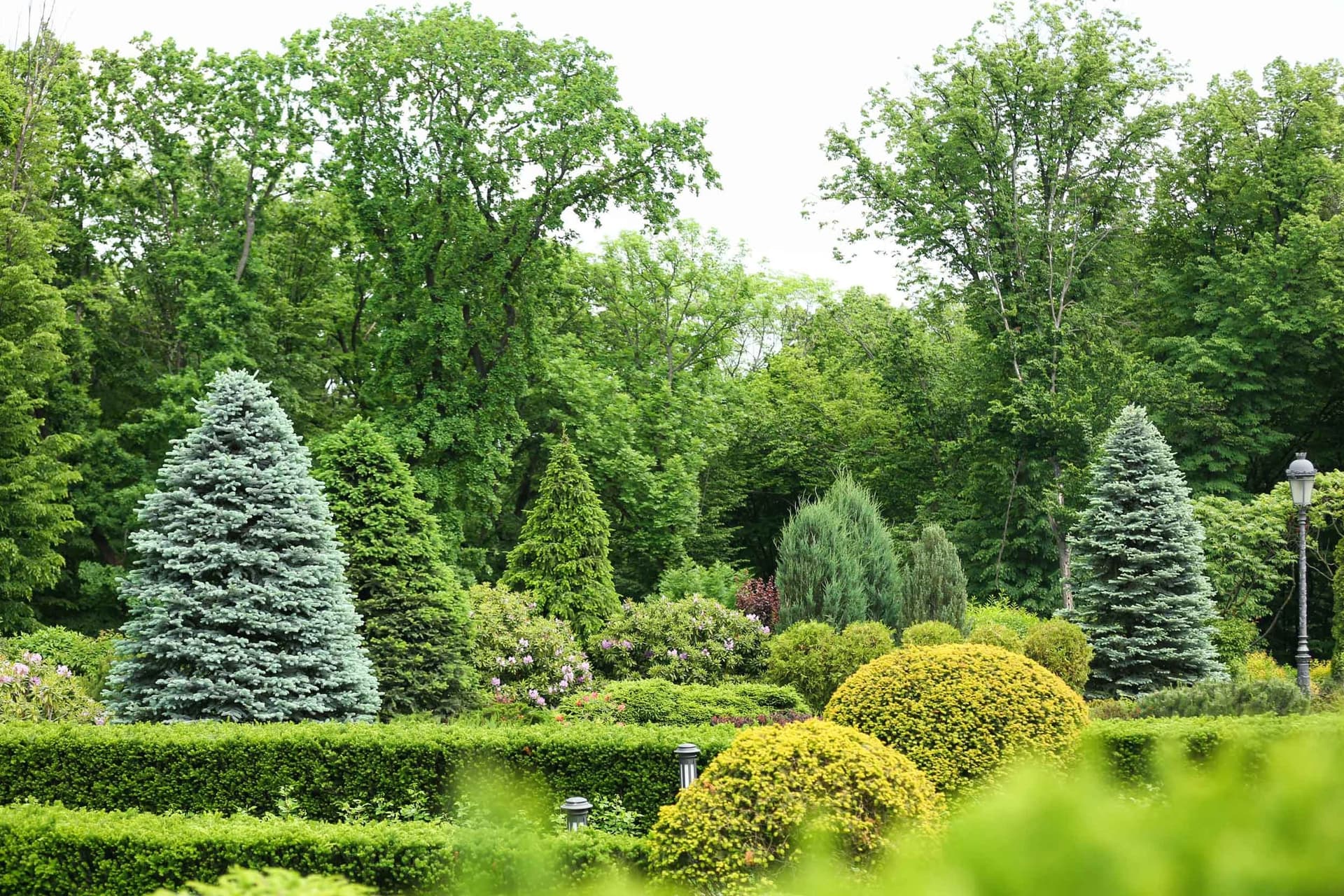 Landscaped garden with clipped shrubs, evergreens and mature trees