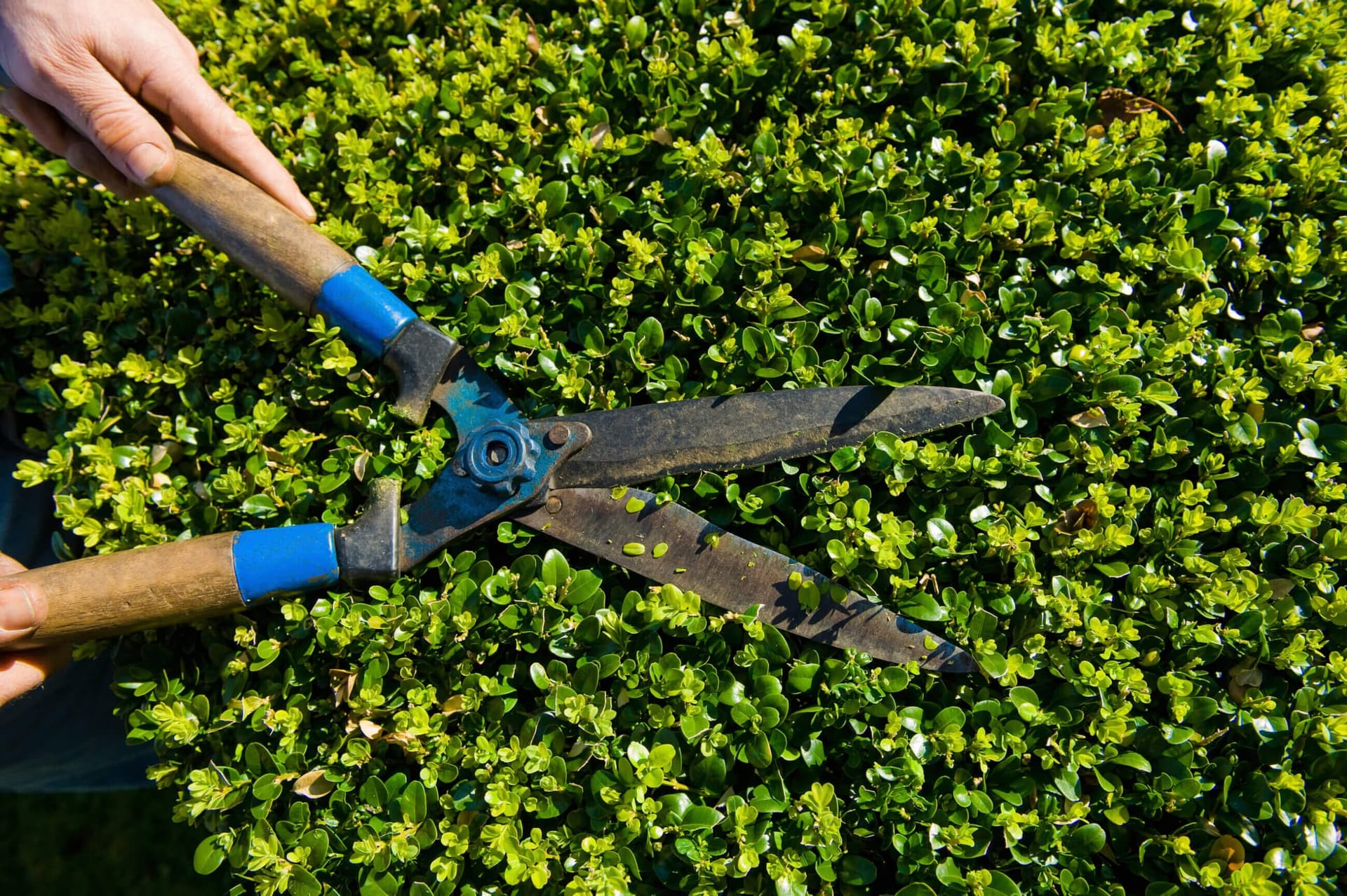 Hand shears trimming the surface of a hedge