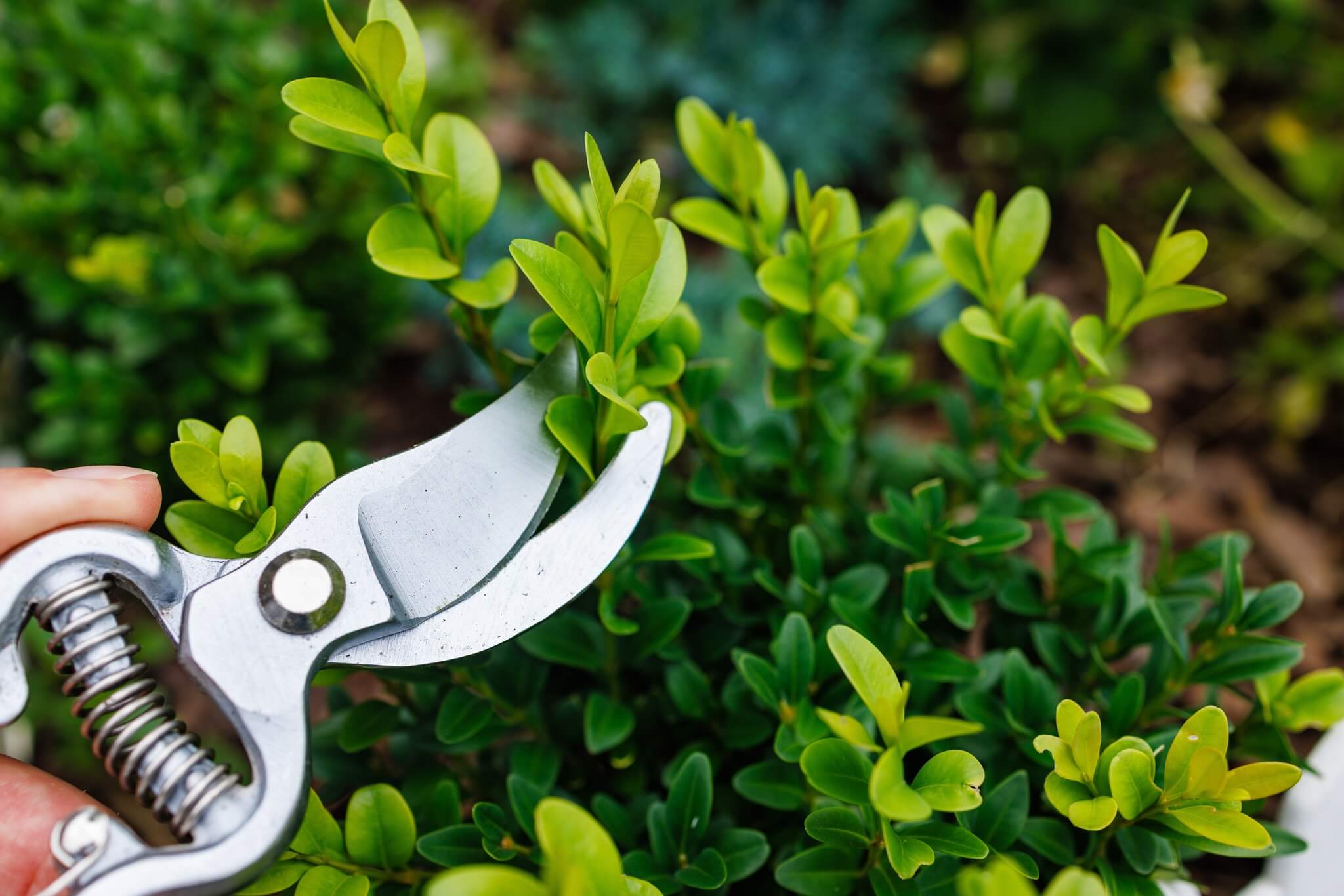 Pruning shears positioned beside small green shrub leaves